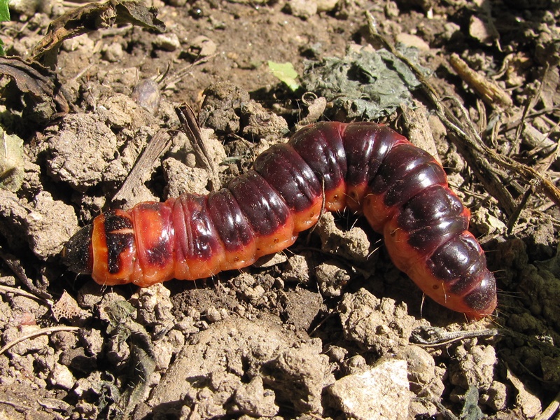 (larva, Varaždin, May 2012.)