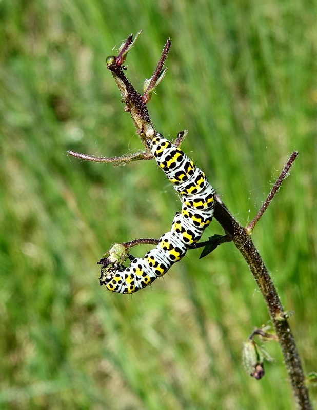 (larva, Drava, Apr 2018.)