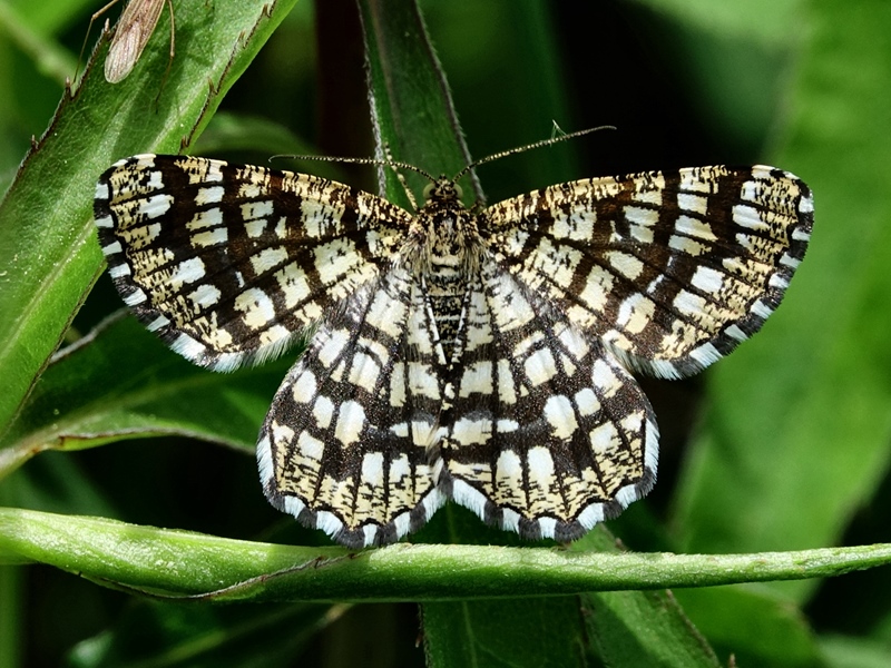 (adult, Varaždin, Apr 2024.)