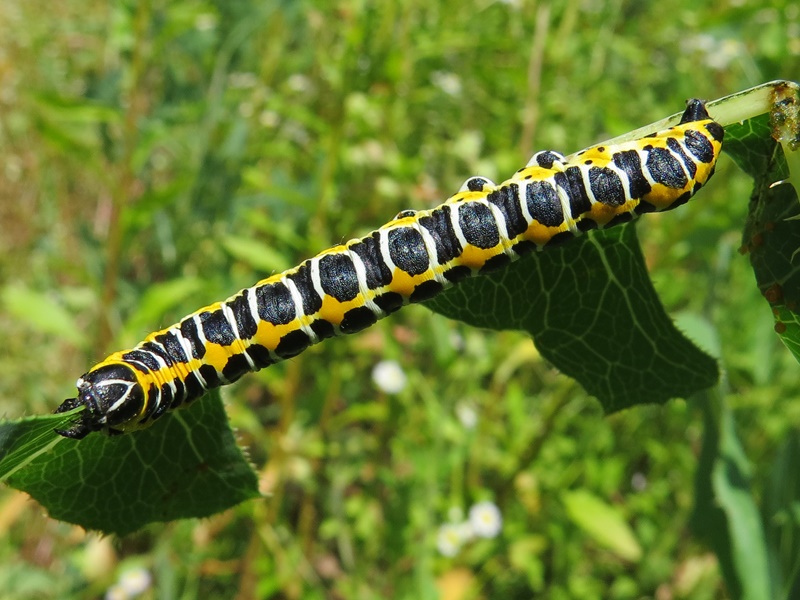 (larva, Ivanščica, Jul 2015.)