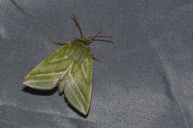 (adult, Samobor hills, May 2017.)