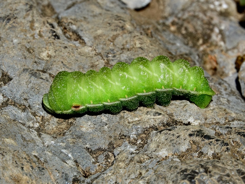 (larva, Risnjak, Aug 2023.)
