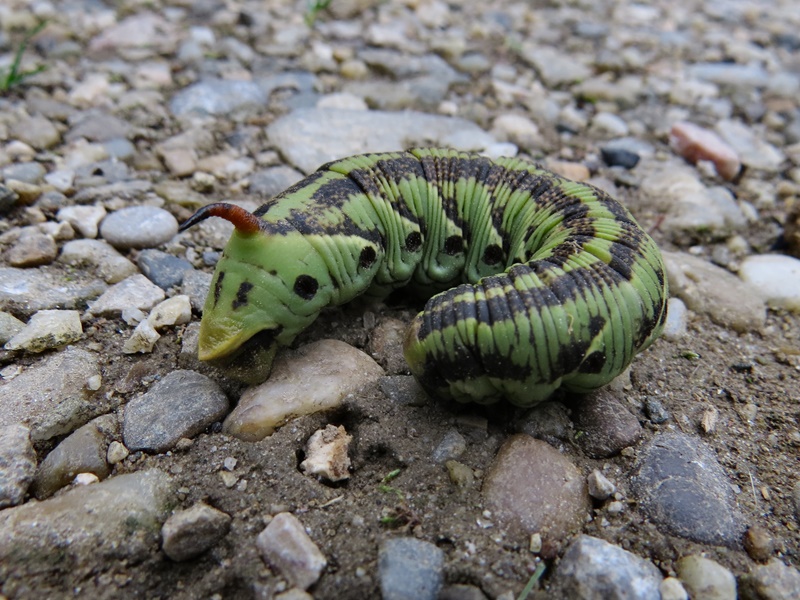 (larva, Varaždin, Oct 2016.)