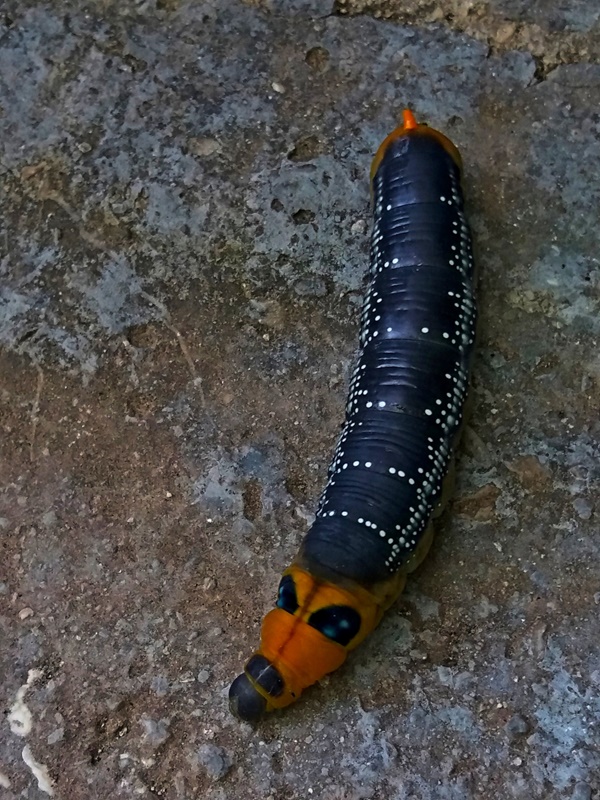 (larva, Omiš, Jun 2018.)
