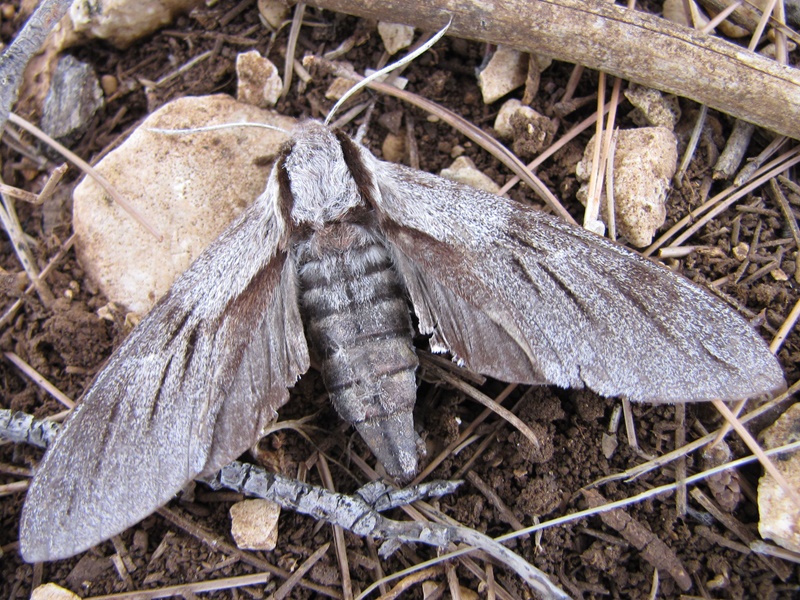 (adult, Vransko lake, Aug 2012.)