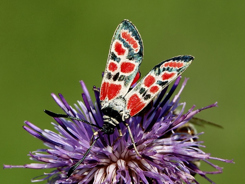 (adult, Plitvice lakes, Jul 2024.)