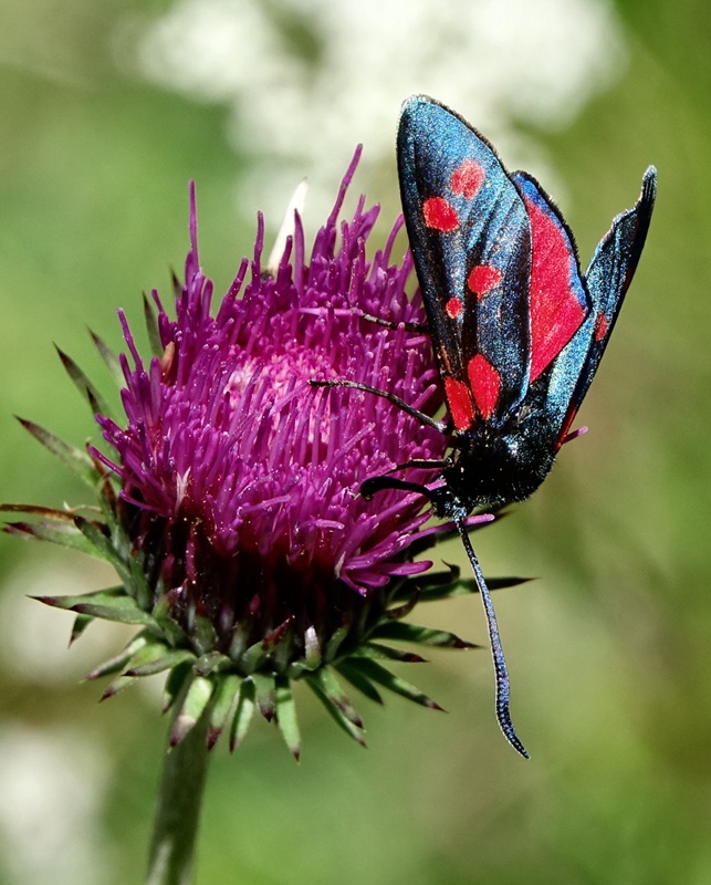 (adult, Northern Velebit, Jul 2020.)