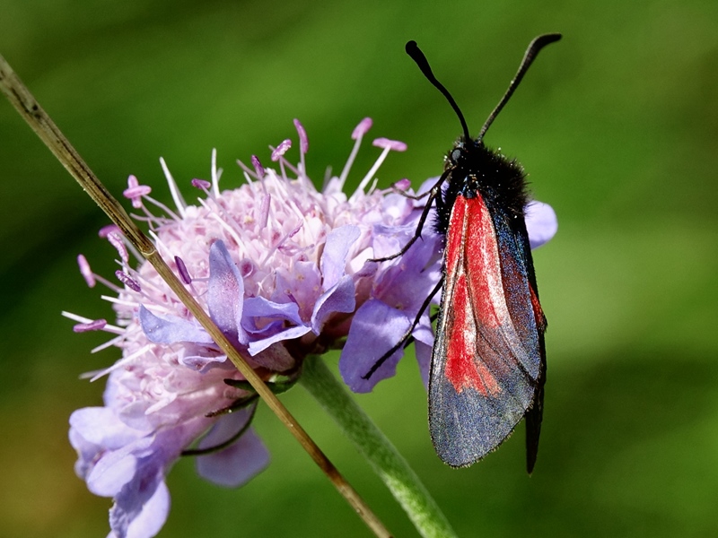 (adult, Samobor hills, Jun 2024.)