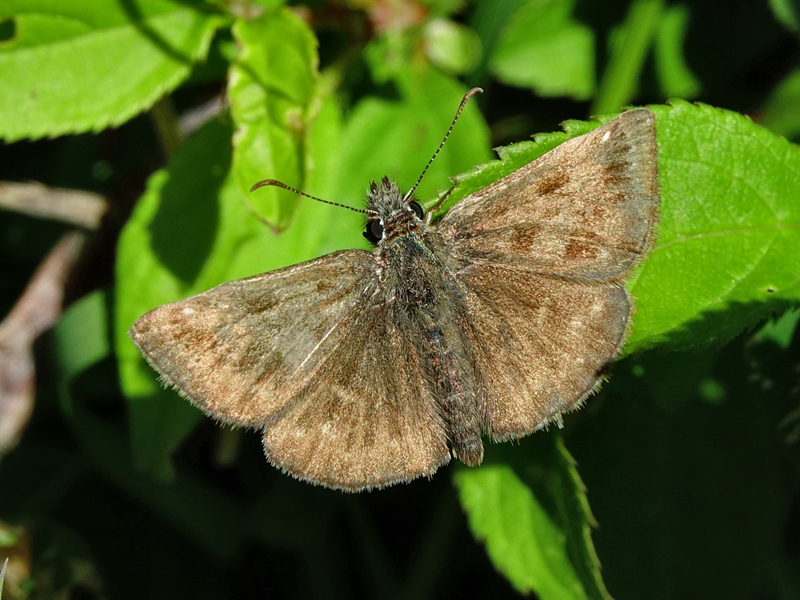 (adult ♂, Kalnik, Apr 2024.)