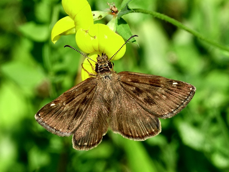 (adult, Plitvice lakes, Jul 2024.)