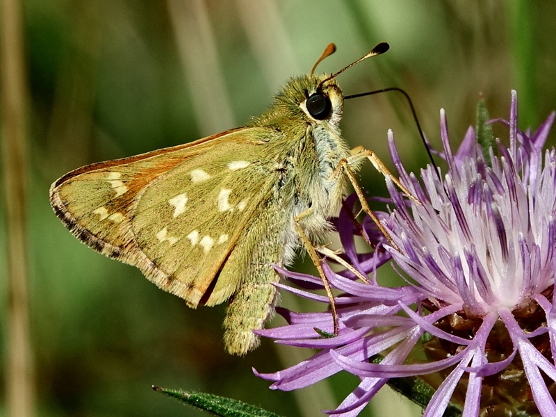 (adult ♂, Grobničke alpe, Jul 2024.)