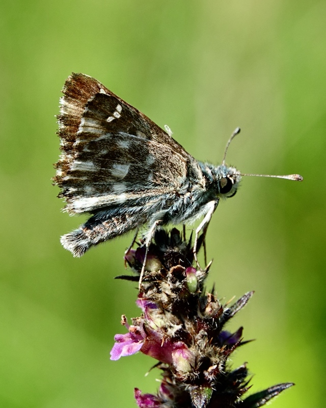 (adult ♂, Učka, Jul 2024.)