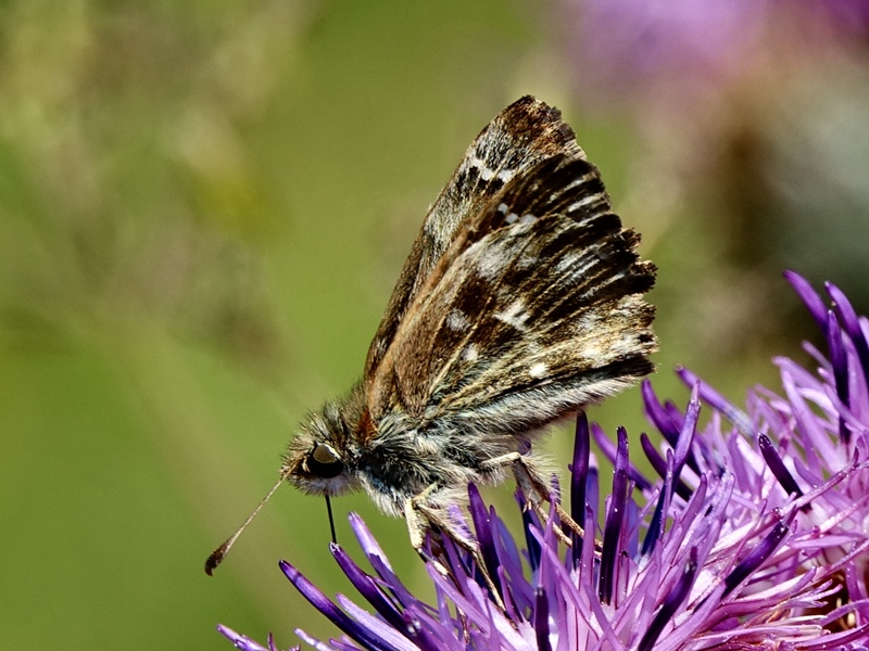 (adult, Plitvice lakes, Jul 2024.)