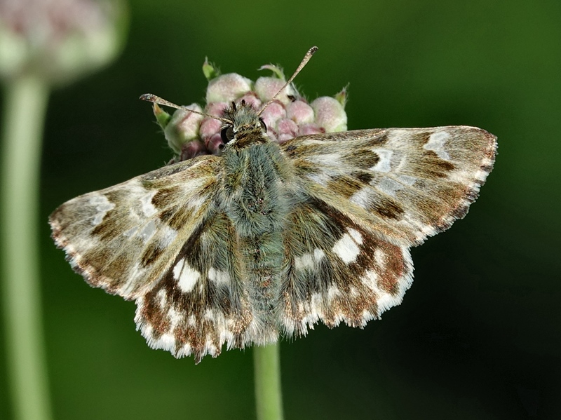 (adult ♂, Southern Velebit, Jul 2024.)