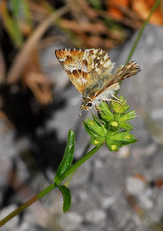(adult, Central Velebit, Jul 2014.)