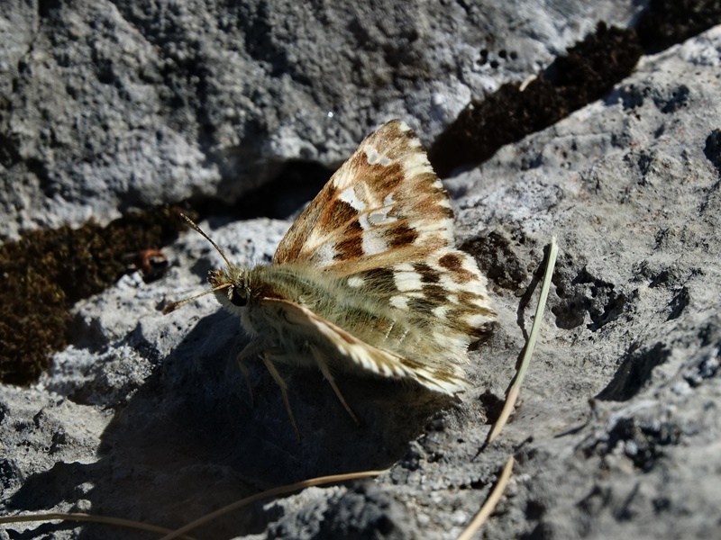 (adult, Central Velebit, Jun 2017.)