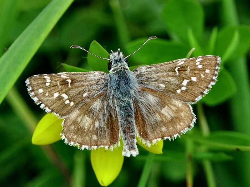 (adult ♂, Samobor hills, Jun 2024.)