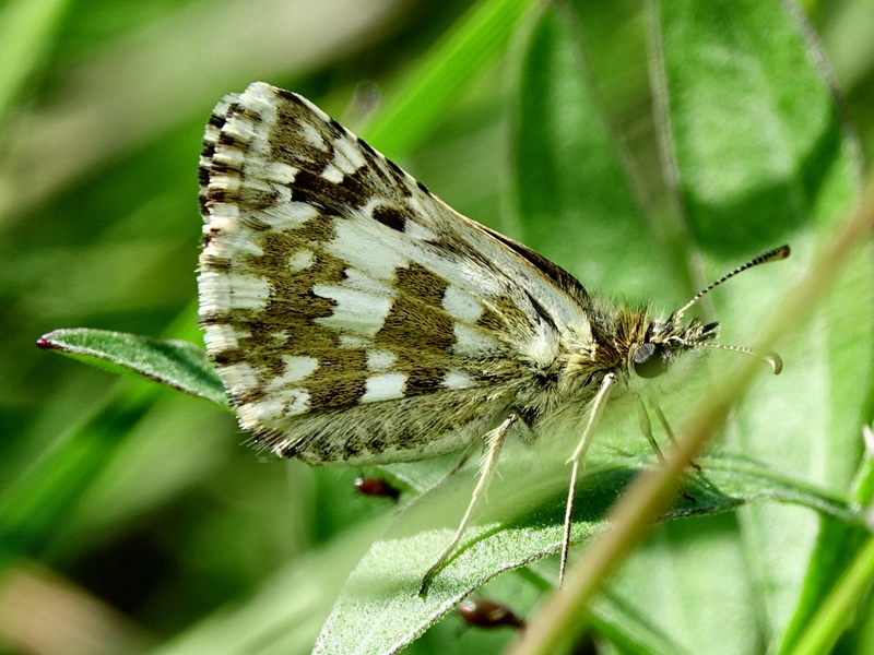 (adult ♀, Samobor hills, Jun 2024.)