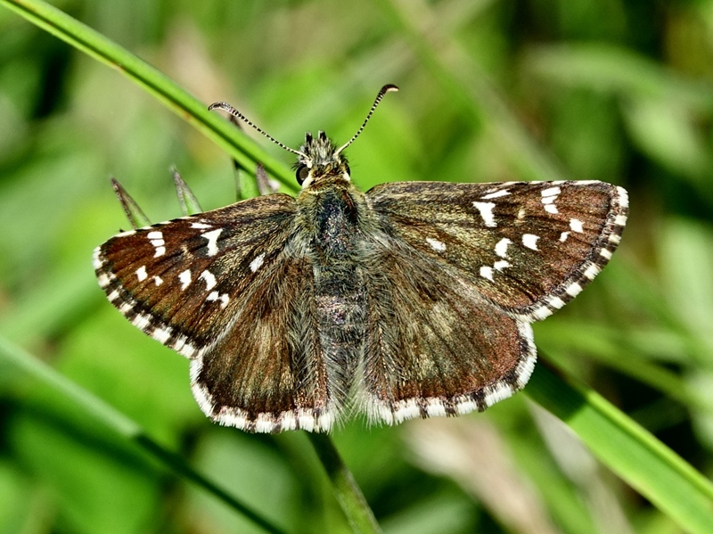 (adult ♀, Samobor hills, Jun 2024.)