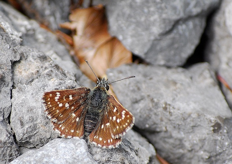 (adult, Central Velebit, Jul 2014.)