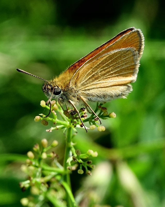 (adult, Učka, Jul 2024.)