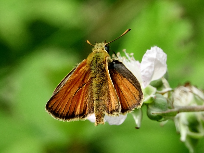 (adult ♂, Kalnik, Jun 2024.)