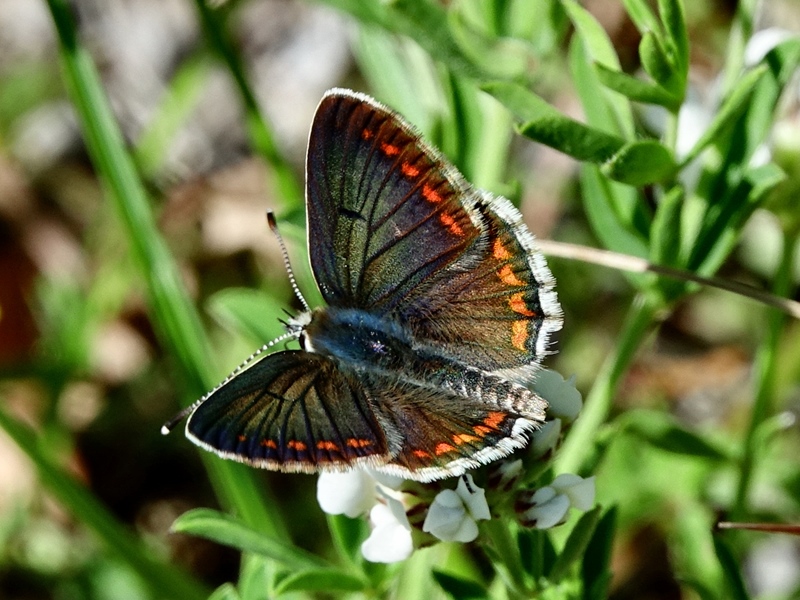 (odrasli ♂, Sjeverni Velebit, lip 2024.)