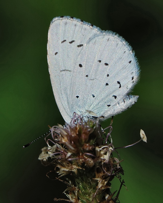 (adult, Northern Velebit, Jun 2024.)