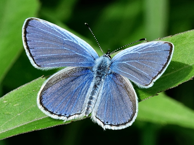 (odrasli ♂, Varaždin, tra 2024.)