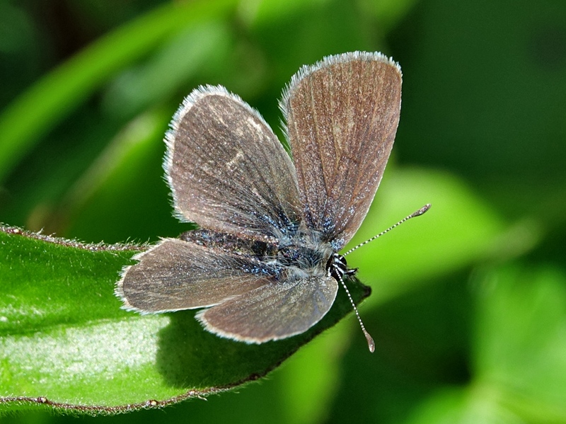 (adult, Northern Velebit, Jun 2024.)