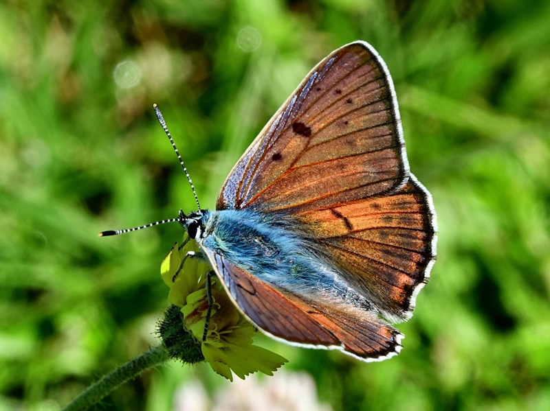 (odrasli ♂, Sjeverni Velebit, lip 2024.)