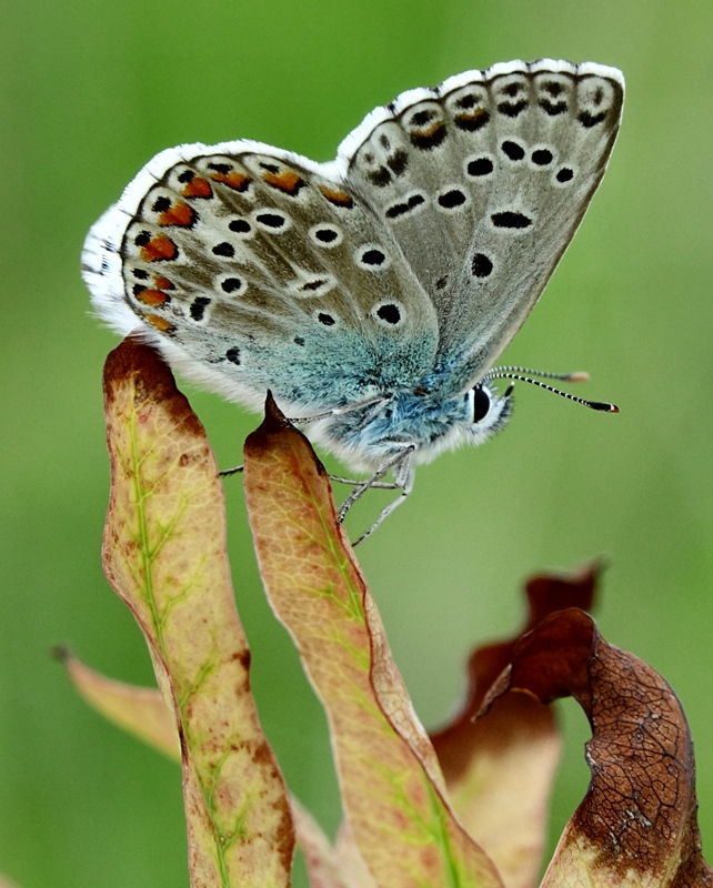 (adult ♂, Samobor hills, Jun 2024.)