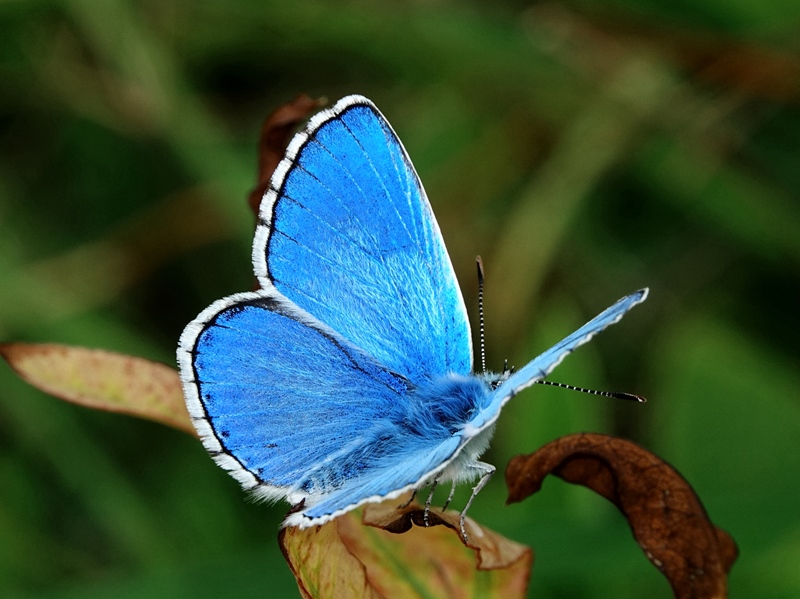 (adult ♂, Samobor hills, Jun 2024.)