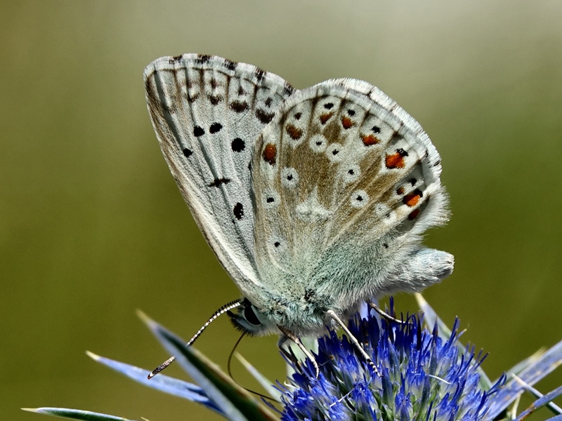 (adult ♂, Grobničke alpe, Jul 2024.)