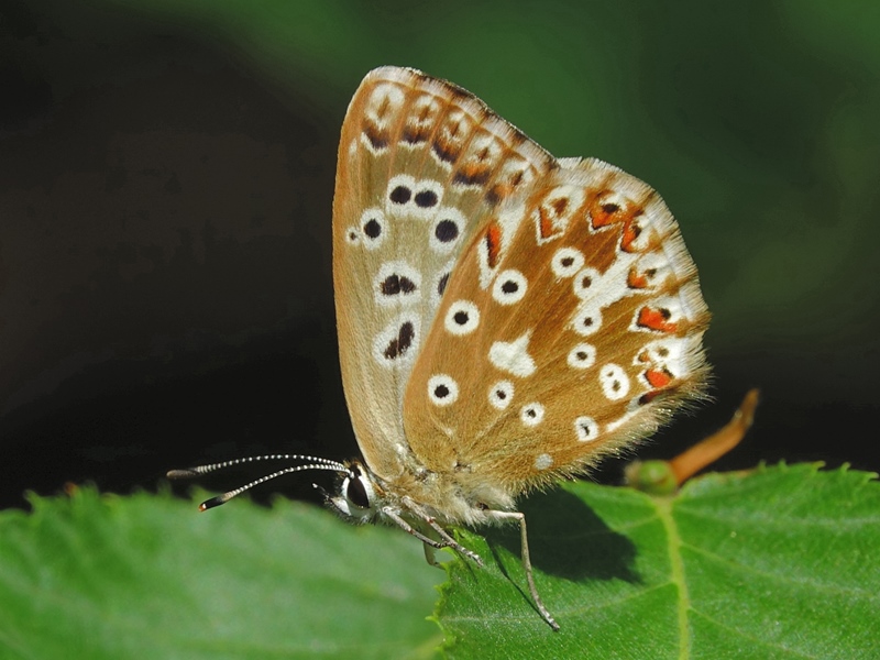 (adult ♀, Grobničke alpe, Jul 2024.)