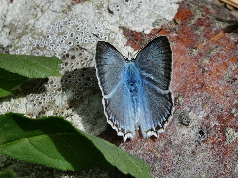 (adult ♂, Northern Velebit, Jun 2017.)