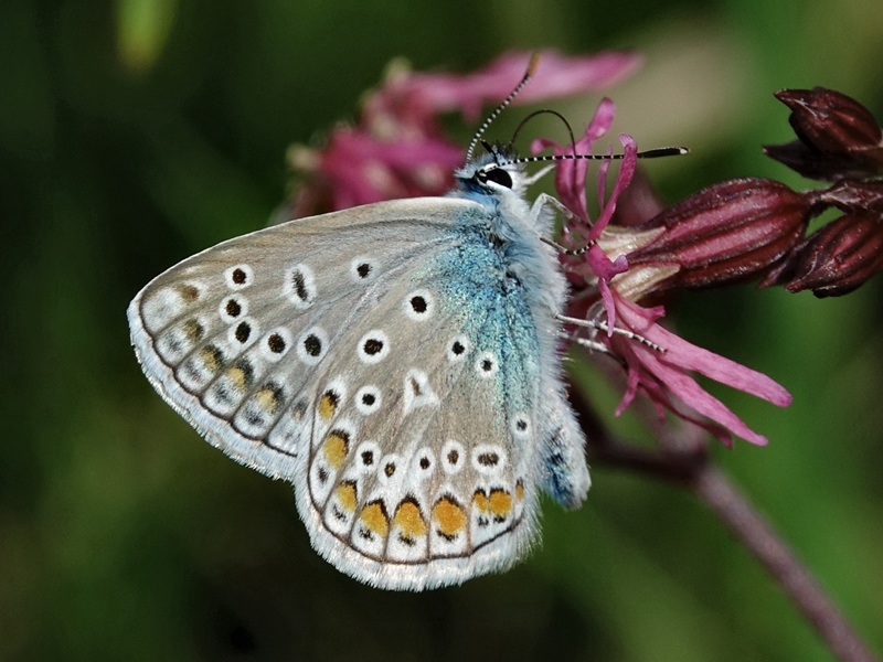 (adult ♂, Varaždin, Apr 2024.)