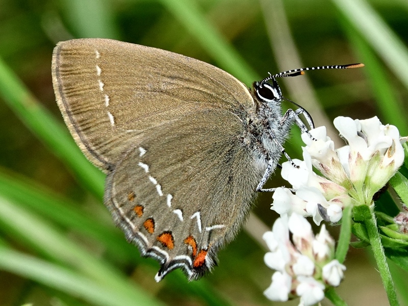 (adult, Samobor hills, Jun 2024.)