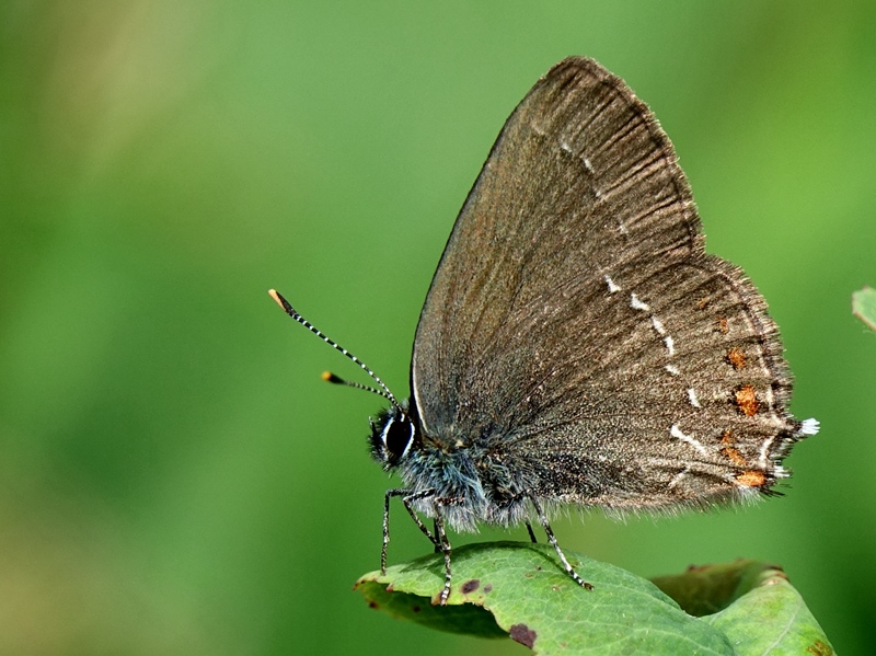 (adult, Samobor hills, Jun 2024.)