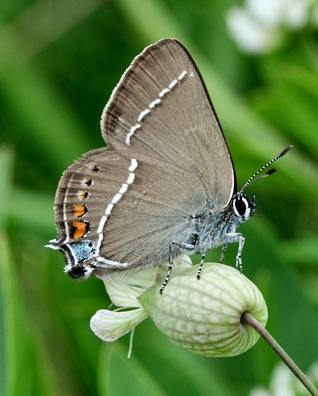 (adult, Samobor hills, Jun 2024.)