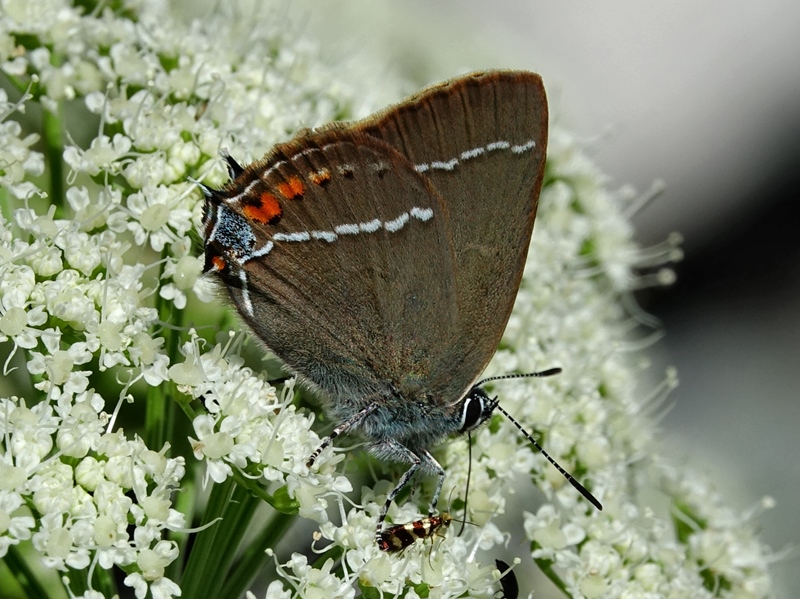 (adult, Southern Velebit, Jul 2024.)