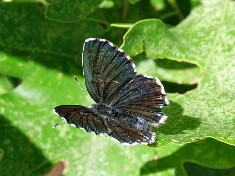 (adult ♀, Samobor hills, Jul 2024.)