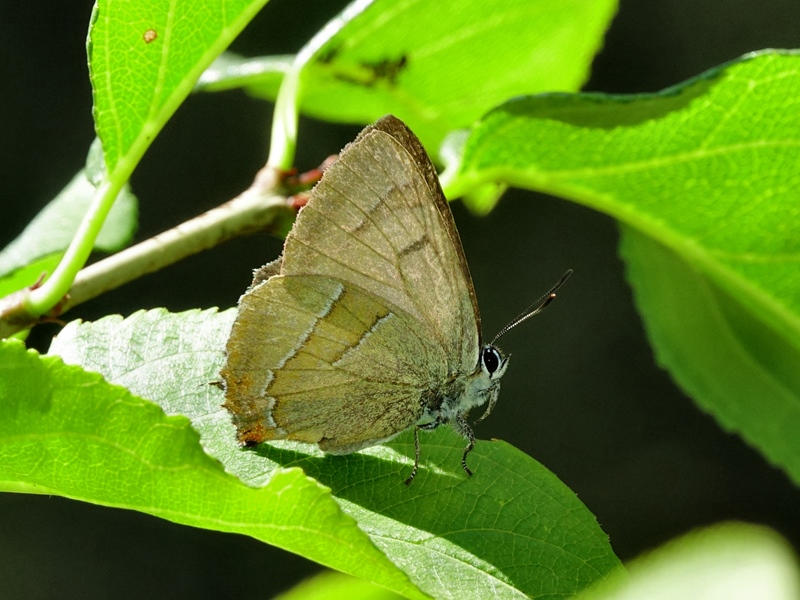 (adult ♂, Samobor hills, Jul 2024.)