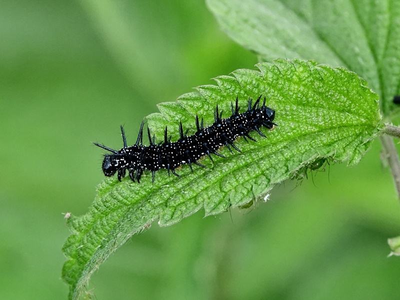 (larva, Varaždin, May 2020.)
