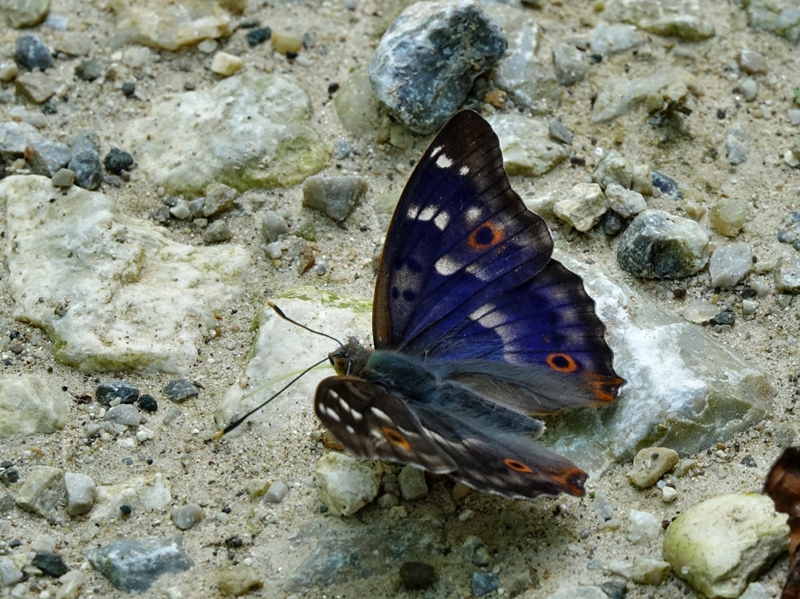 (adult ♂, Kalnik, Aug 2024.)