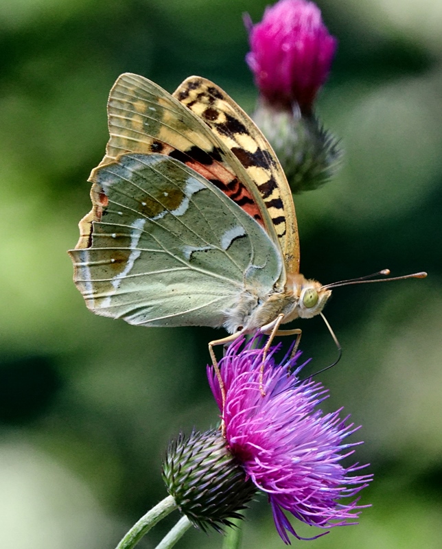 (adult ♀, Southern Velebit, Jul 2024.)