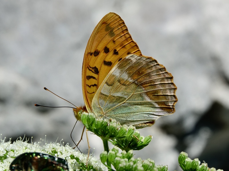 (odrasli ♂, Južni Velebit, srp 2024.)