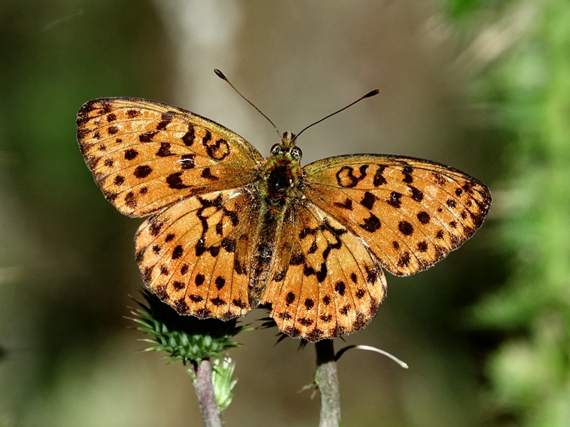 (odrasli ♂, Južni Velebit, srp 2024.)