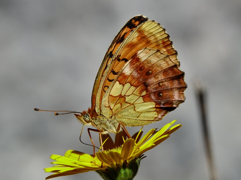 (adult, Southern Velebit, Jul 2024.)