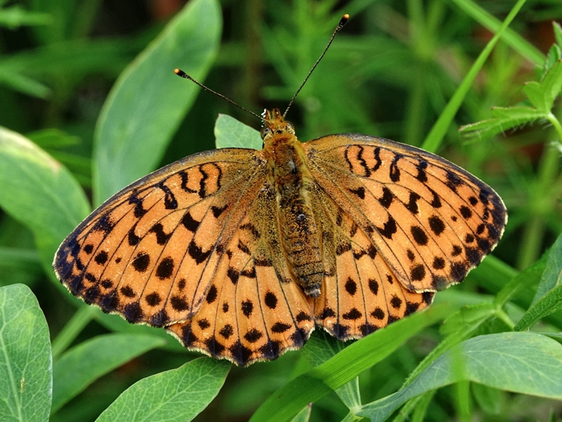 (adult ♀, Samobor hills, Jun 2024.)